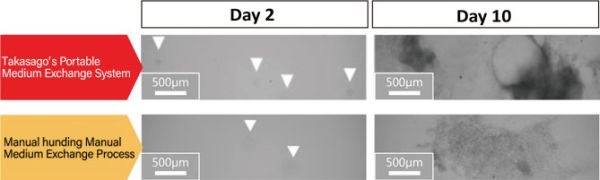 PCME-System - Embryoid Bodies (EB) of mouse iPS cells